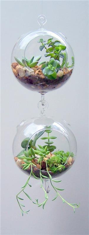 φυτά terrarium που κρέμονται γυάλινα αγγεία γύρω