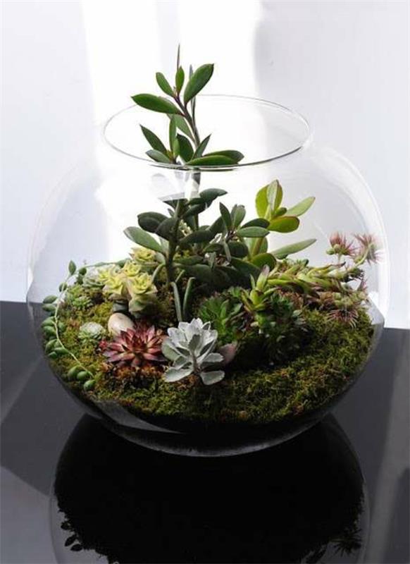 φυτά terrarium βρύα γυάλινο δοχείο φτιάξτε τα δικά σας φυτά εσωτερικού χώρου terrarium