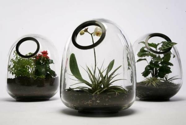 φυτά terrarium κάνουν terrarium μόνοι σας φυτά εσωτερικού χώρου διακοσμητικά αντικείμενα