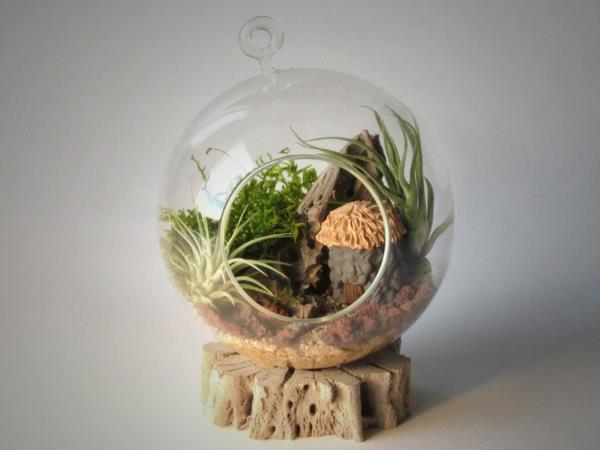 χτίστε το δικό σας terrarium γυάλινες σφαίρες πέτρες seculents driftwood