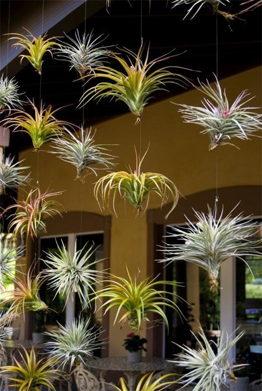 διακόσμηση βεράντας με tillandsia