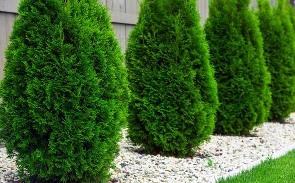 thuja hedge αειθαλή φυτά σχεδιασμός κήπου