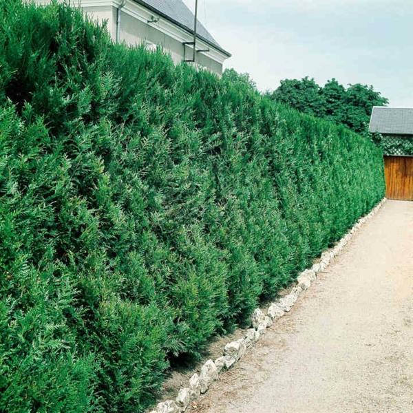 thuja hedge διατηρεί την προστασία της ιδιωτικής ζωής