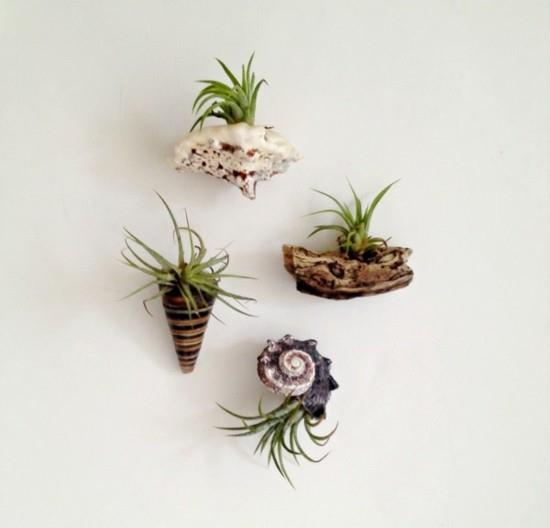 ιδέες διακόσμησης tillandsia air φυτών