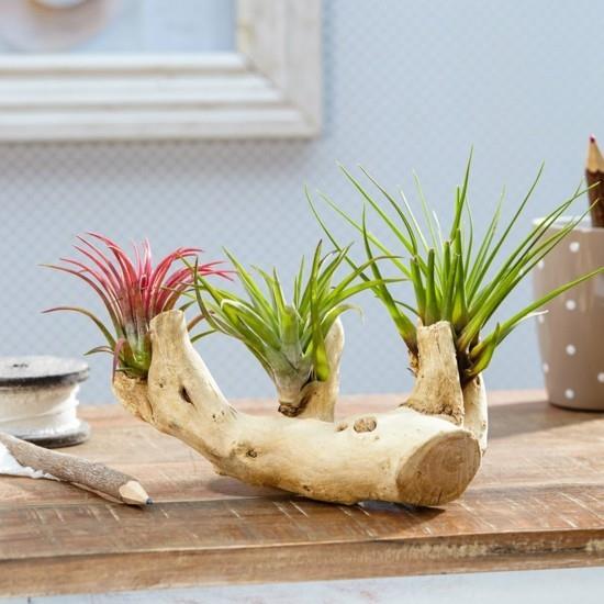 tillandsien driftwood diy διακοσμηση τραπεζιων