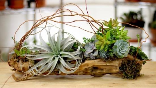 διακοσμήσεις τραπεζιού από tillandsia και παχύφυτα