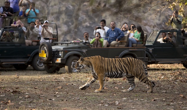 ranthambore-national-park_rajasthan-tourist-places