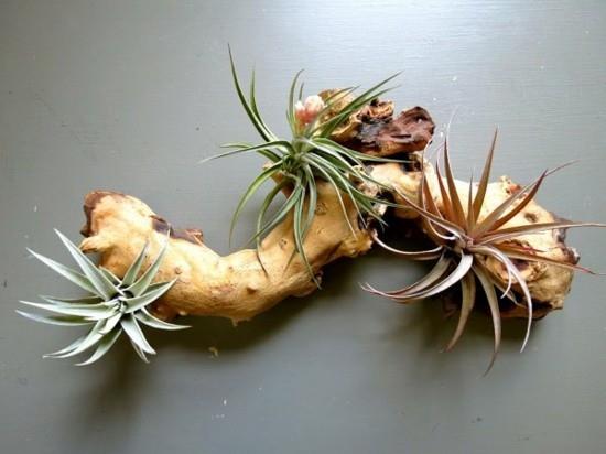 Driftwood tillandsia deco ιδέες