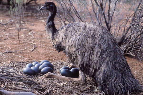 Emu kiaušiniai