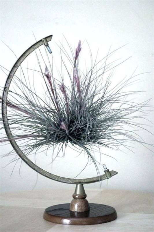 ανακύκλωση ιδέα διακόσμησης με tillandsia