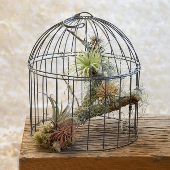 τακτοποιήστε τη διακόσμηση του birdcage tillandsia