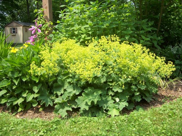 φυτά στην αυλή Alchemilla mollis ιδέες σχεδιασμού κήπου