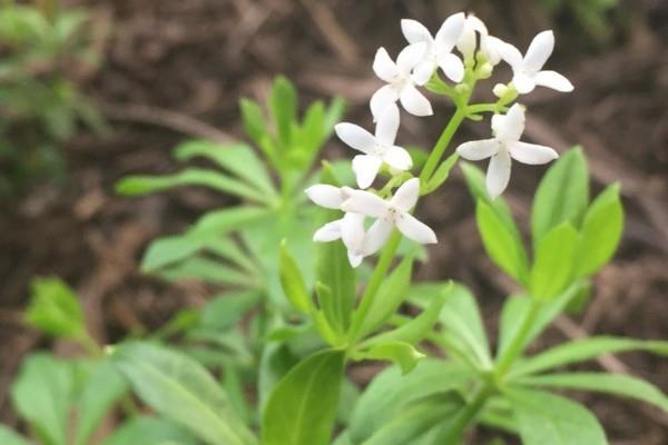 συνταγές waldmeister φτιάξτε λεμονάδα μόνοι σας από σιρόπι waldmeister