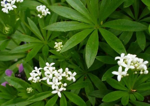 συνταγές λεμονάδα waldmeister φτιάξτε το δικό σας φυτό κοντά