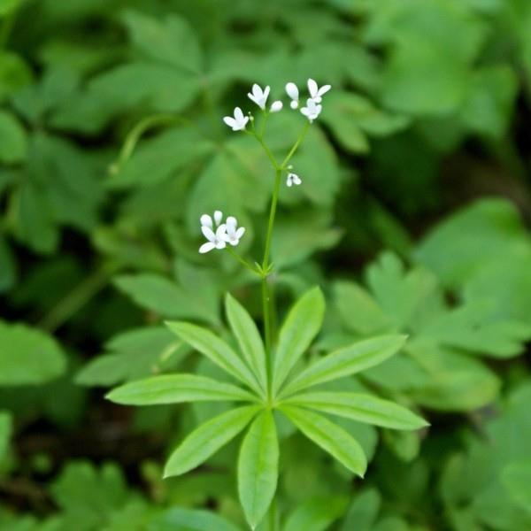 συνταγές λεμονάδα waldmeister φτιάξτε τον εαυτό σας φυτό waldmeister