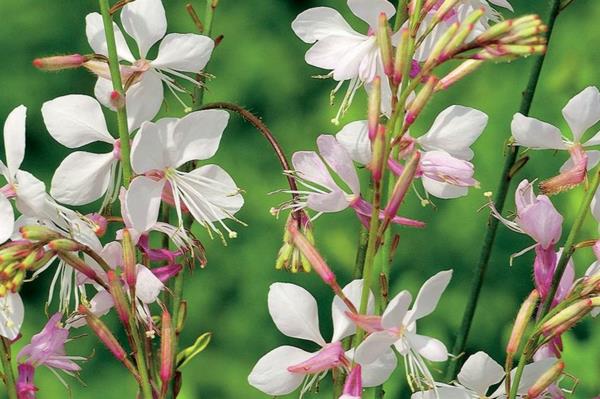 λευκή άνθιση gaura υπέροχα κεριά