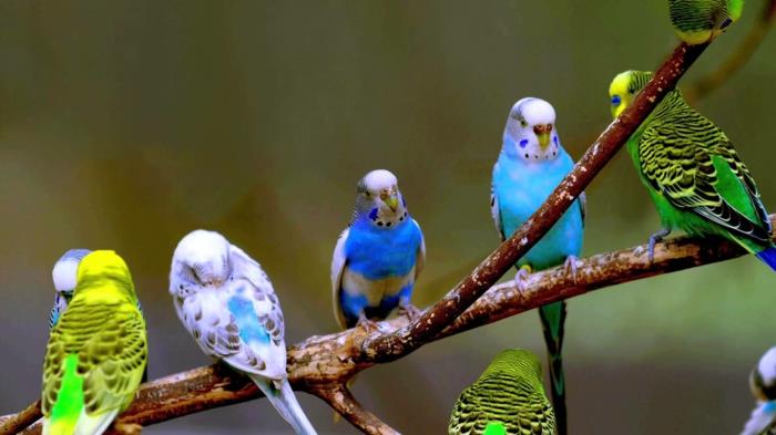 Budgerigars υπαίθρια κατοικίδια ζώα φροντίζουν την άγρια ​​ζωή