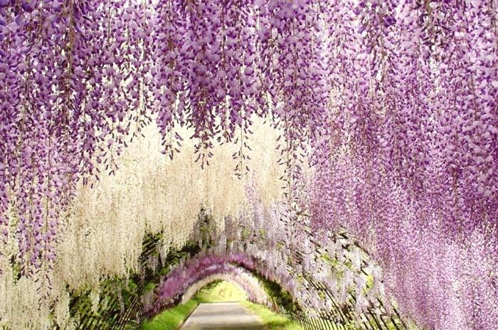 παγκόσμια περιοδεία Ιαπωνία Ασία kawachi fuji κήπος