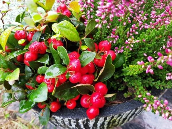 ανθεκτικά μπαλκόνια φυτά μαργαριτάρια Gaultheria procumbens