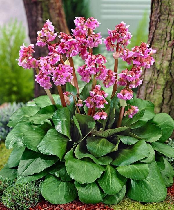 ανθεκτικά πολυετή bergenia