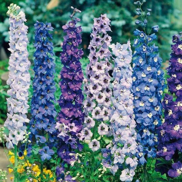 ανθεκτικά πολυετή delphinium delphinium