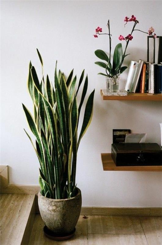 εσωτερικά πράσινα φυτά καθορίζουν sansevieria trifasciata τόξο κάνναβη φυτό σε γλάστρα