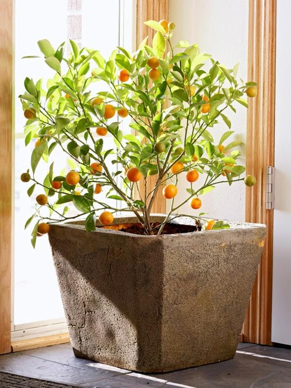 φυτά εσωτερικού χώρου που ανθίζουν citrofortunella microcarpa calamondin