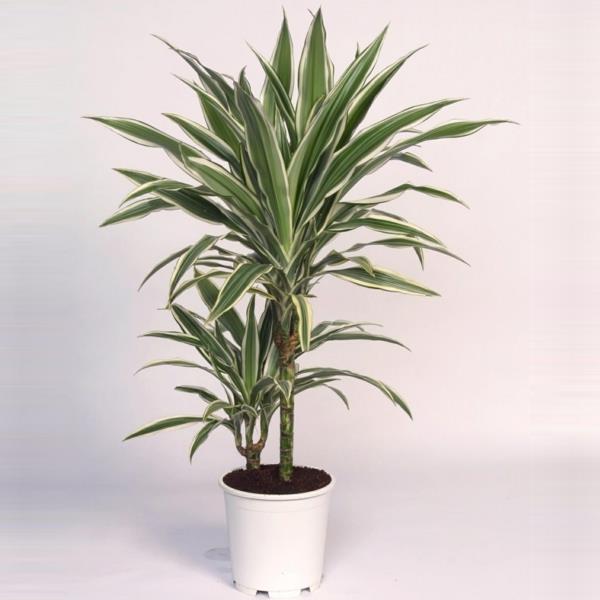 φυτά εσωτερικού χώρου dragon tree Dracaena deremensis deco