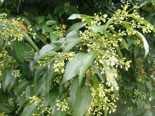 κανέλα Cinnamomum cassia μαγειρεύει φαγητό