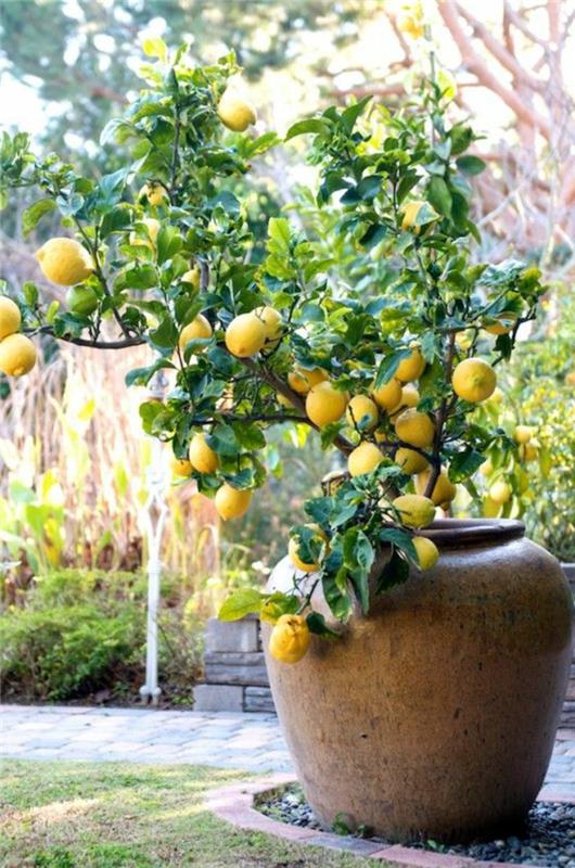 Lemon Tree Care Large Plant Containers Σχεδιασμός Κήπου